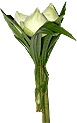 flower05.gif